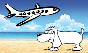 Hund im Flugzeug