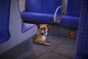 Hund im Zug