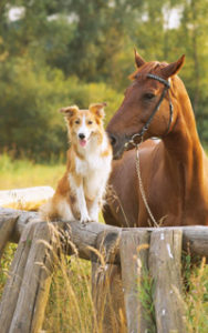 Hund und Pferd