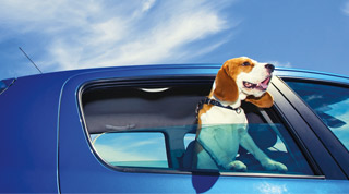 Stau mit Hund im Auto auf der Autobahn