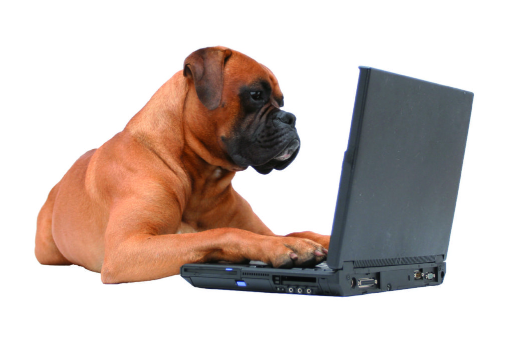 Wo Melde Ich Meinen Hund An Hund anmelden – so geht es richtig!