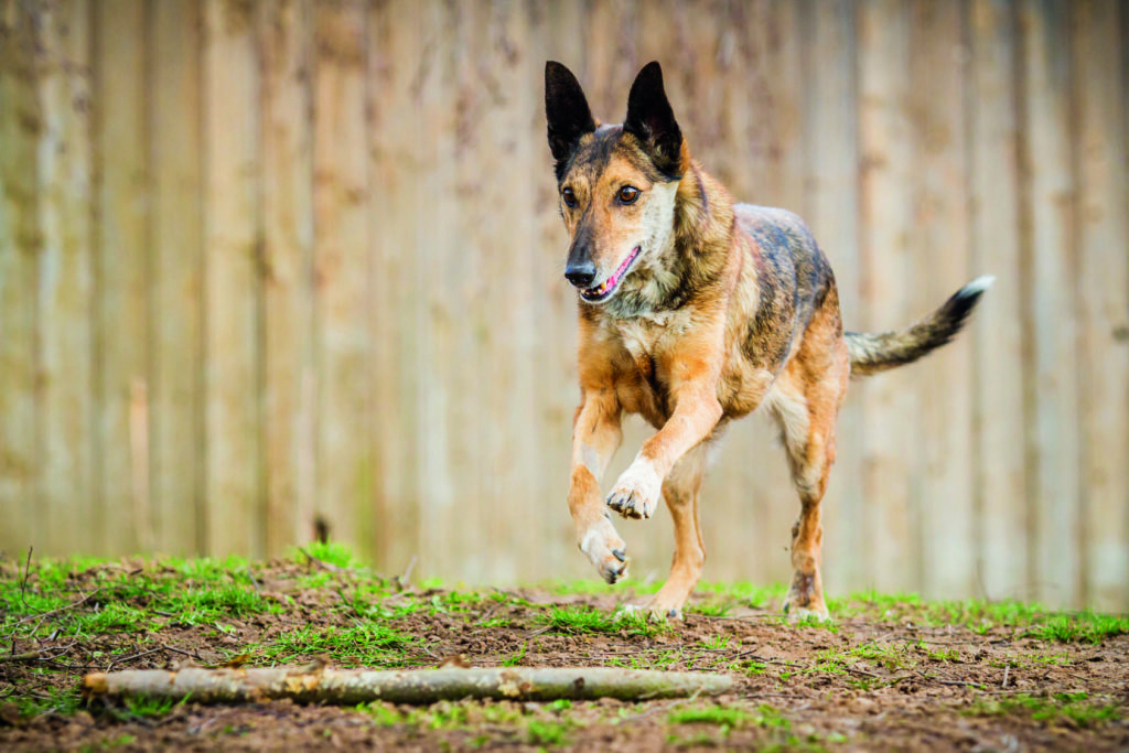 Muss man Straßenhunde retten oder führen sie ein freies gutes Leben