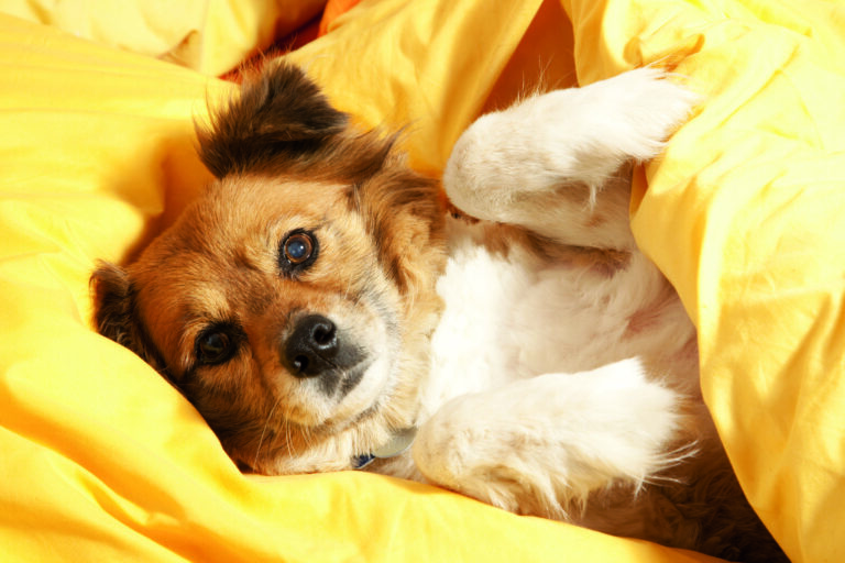 Oh je. Es ist keine „schöne Bescherung“, wenn ein Hund nicht