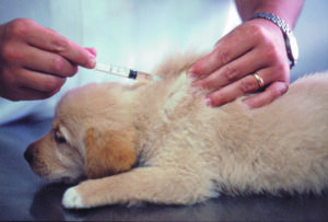 Darum ist es wichtig, Hunde zu impfen