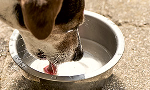 Hund und Trinkwasser